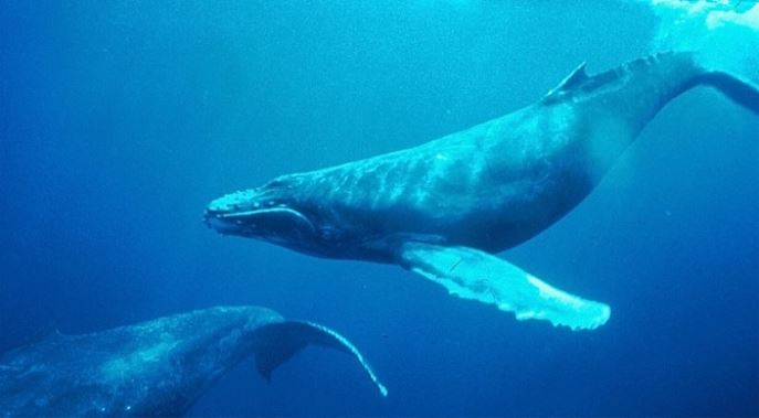 Aquatic Noise Whale Conference Cork